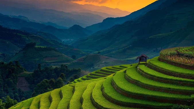 爬山虎